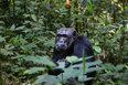 Simpanssi Ugandassa 