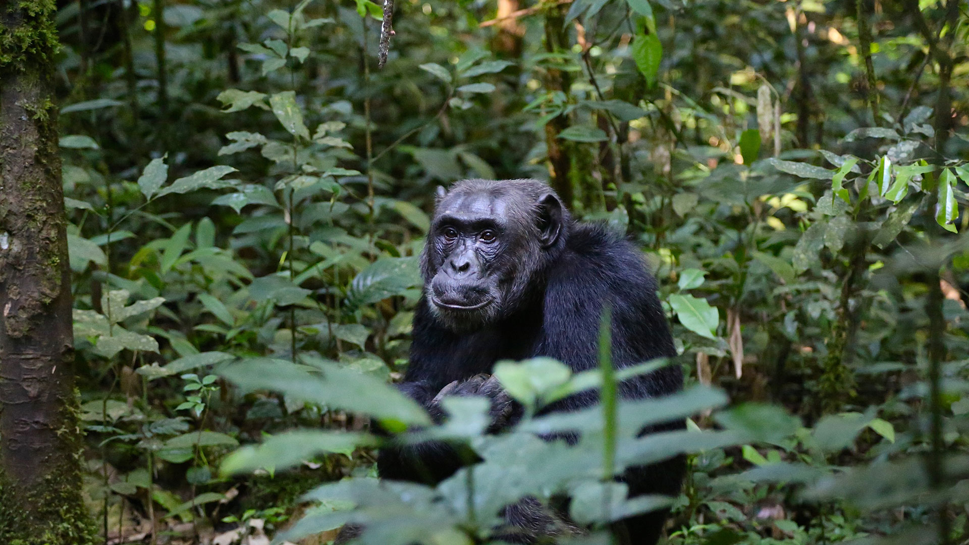Simpanssi Ugandassa 