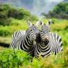 Kenia safarit