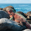 Galapagossaaret matka - leguaani kivellä