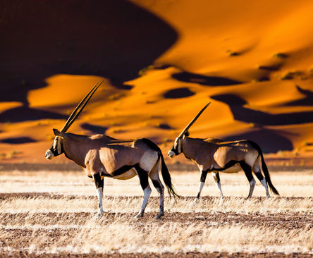 Namibia Afrikka luontomatka