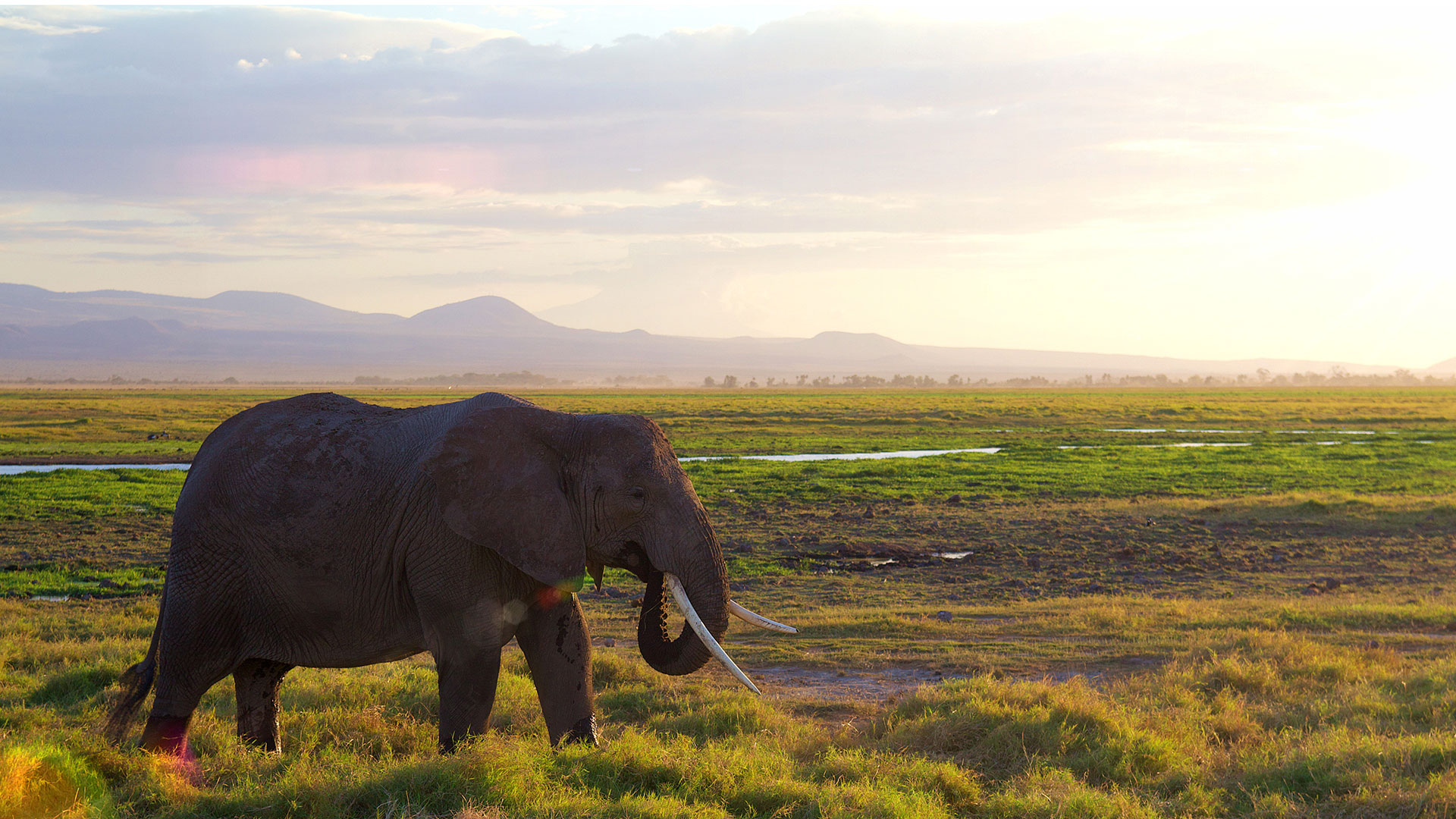 Tansania safari