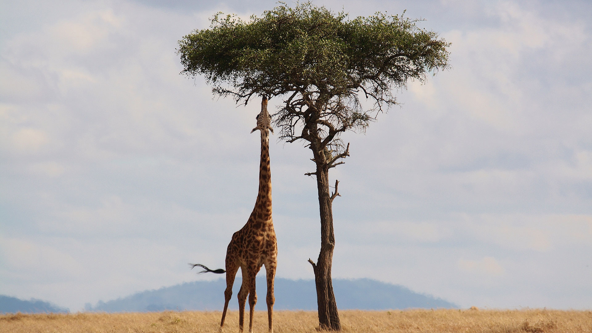 Kenia safari   5 