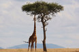 Slider thumb kenia safari   5 