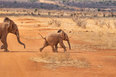 Slider thumb kenia safari   12 