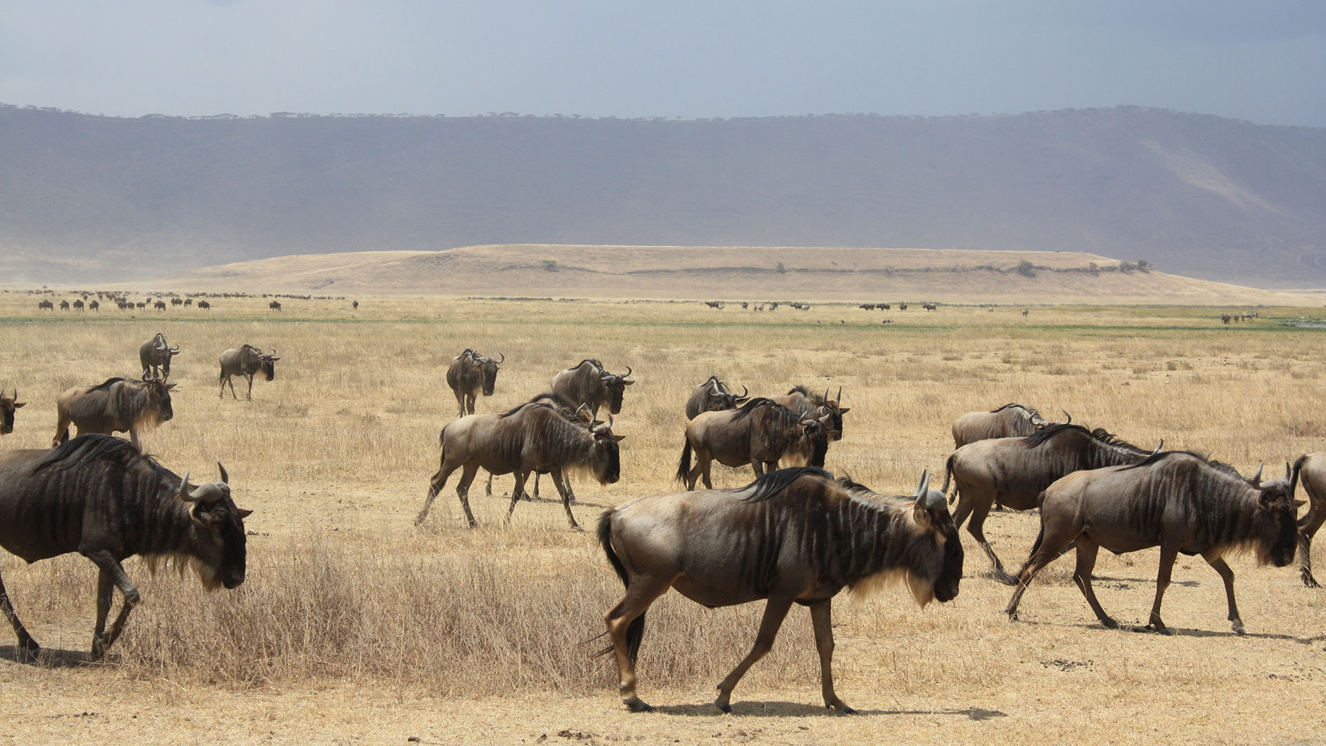 Tansania safari matka 0
