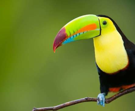 Master thumb keel billed toucan 