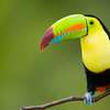 Thumb keel billed toucan 