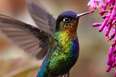Costa Rican matka - kolibri