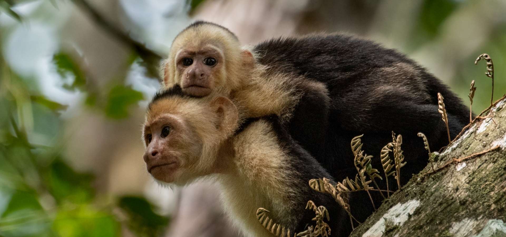 Costa Rican luontomatka - Kapusiini apinoita