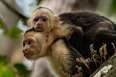 Costa Rican luontomatka - Kapusiini apinoita