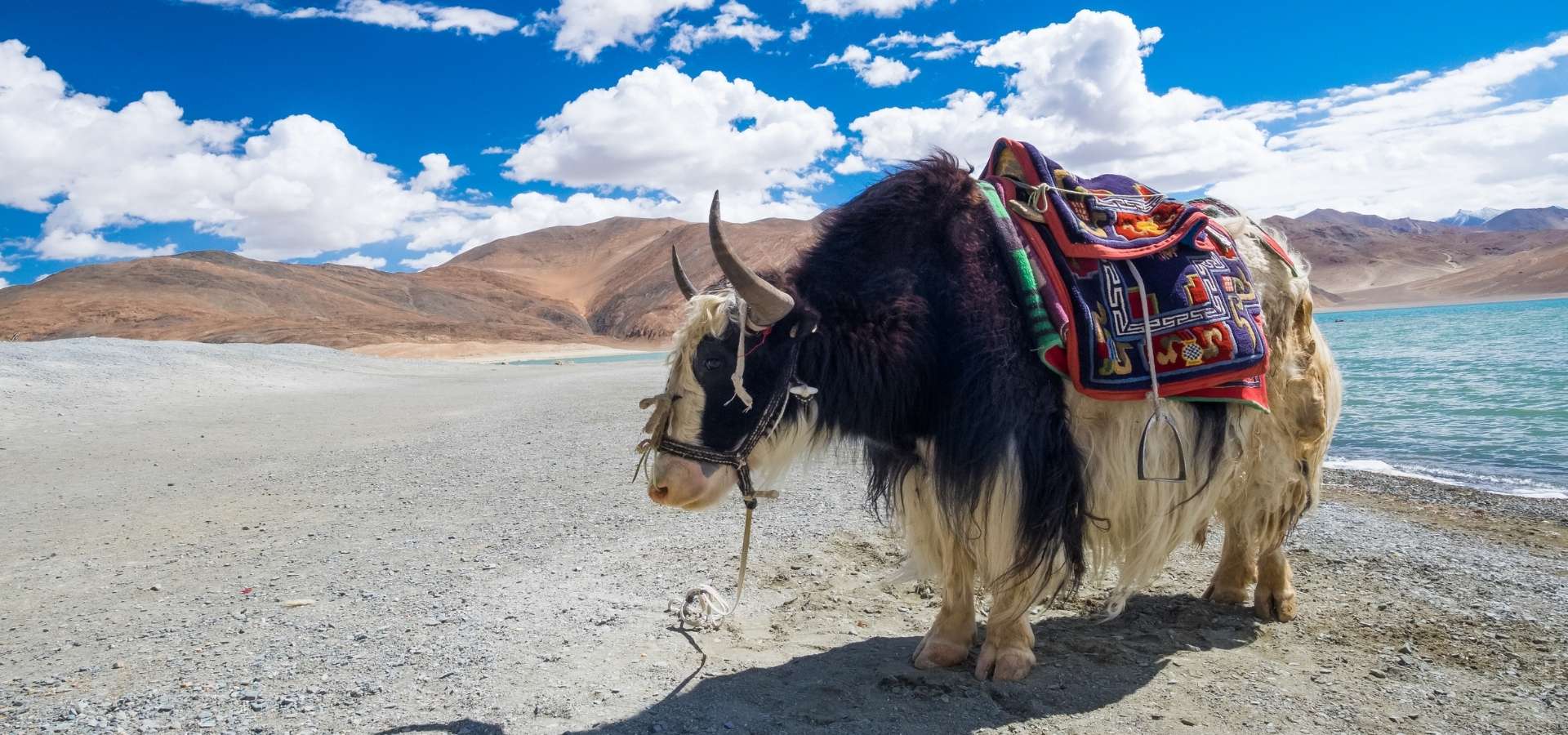 Ladakh matkat 4