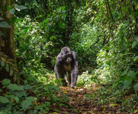 Uganda gorillat matka kiertomatka safari